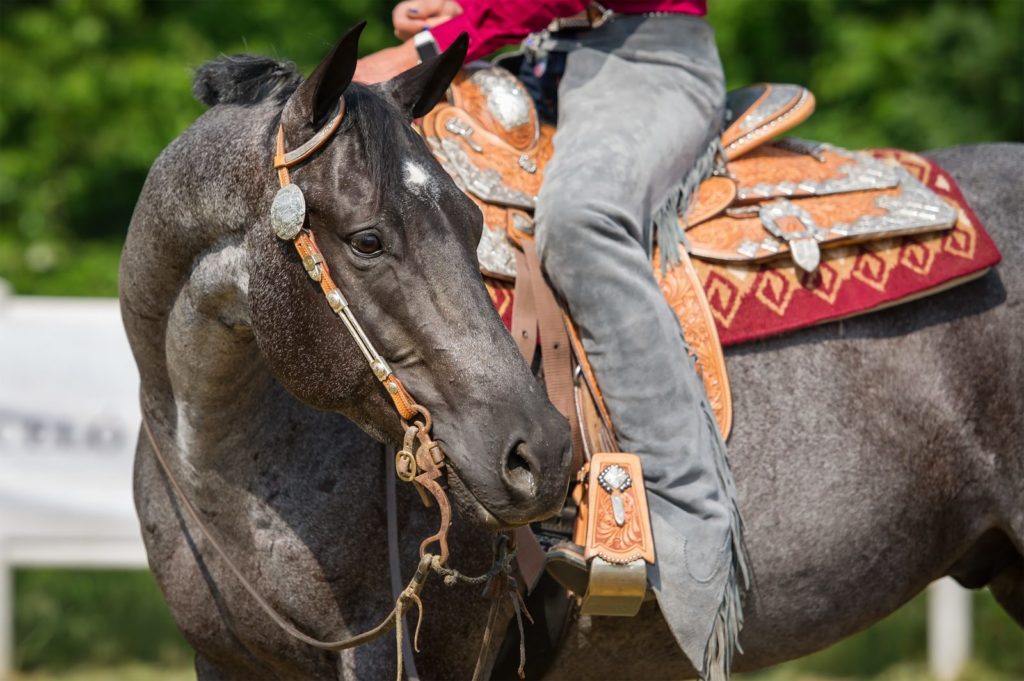 Cleaning off the silver and conchos on a western saddle or maintaining all of the metal billets and rings of an English saddle can be time consuming.