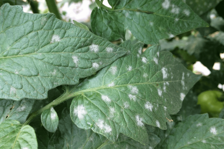 mold spores growing on green leaves