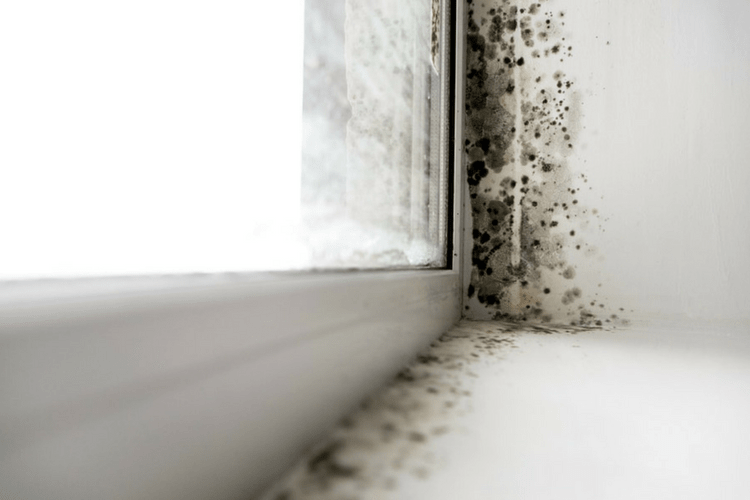 Mold Vs Mildew What S The Difference Gold Eagle Co - Is Black Mold In Bathroom Bad Idea