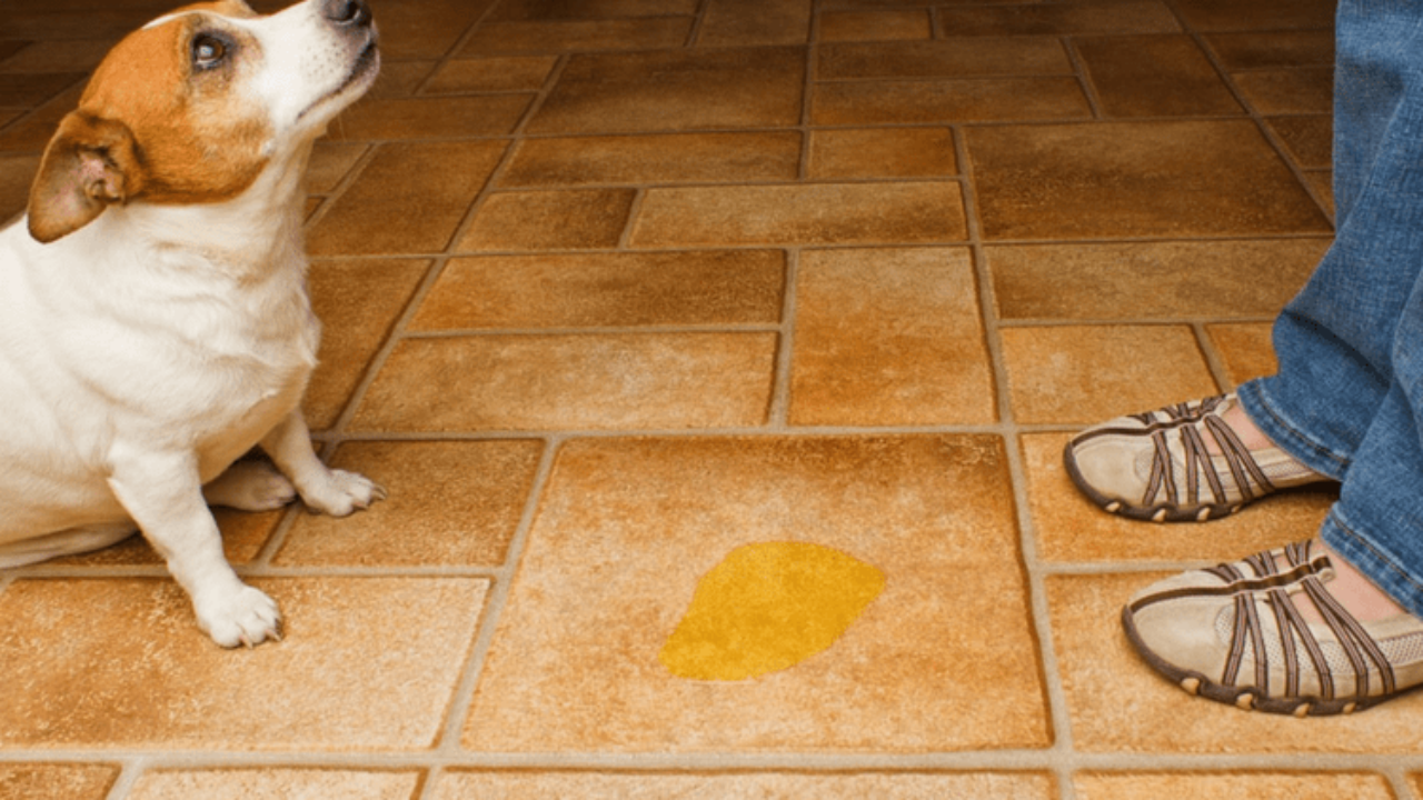 spray to keep dogs from peeing in house