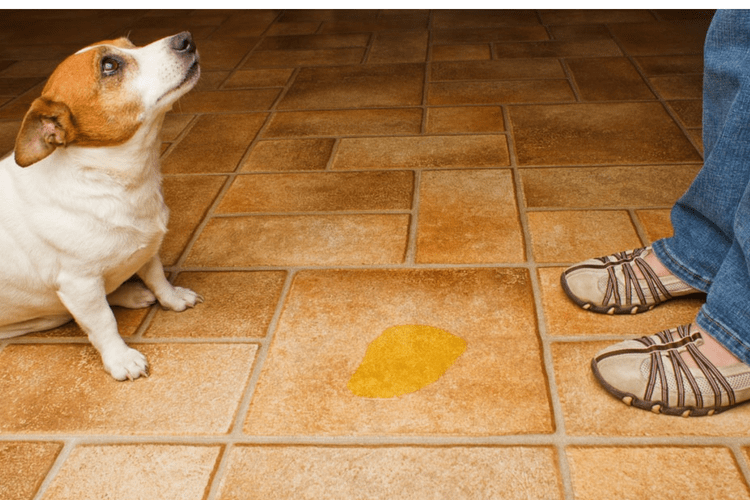 small dog sitting on floor next to small urine spot