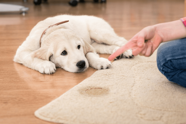 dog sitting next to urine stain on carpet with a disapproving finger pointed in their direction