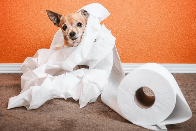 small dog wrapped up in toilet paper