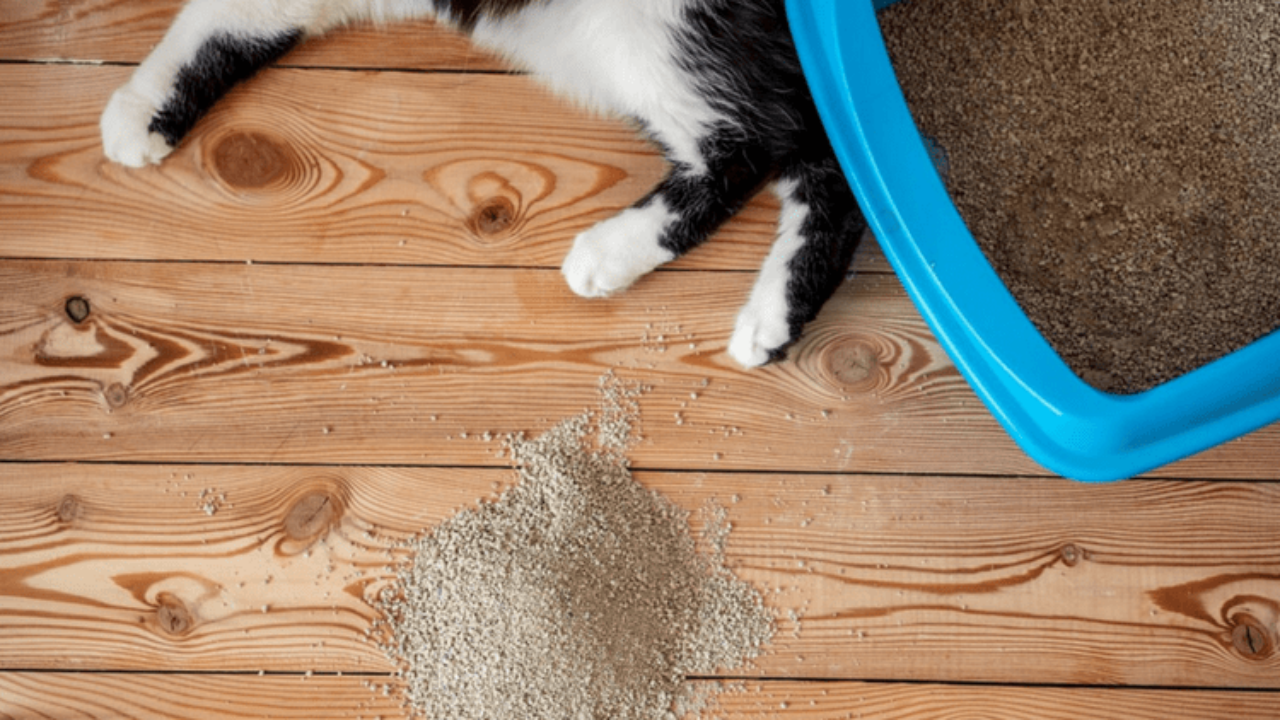 Why is my Cat Peeing Outside the Litter Box and How Can I Stop Them | Gold Eagle Co.