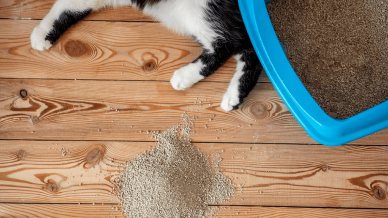 Why Is My Cat Peeing Outside The Litter Box And How Can I Stop