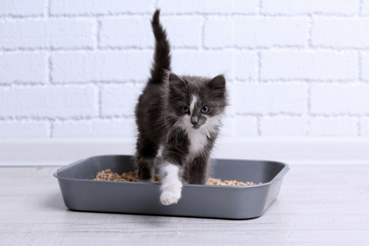 There are many reasons why your cat could start peeing in the house.