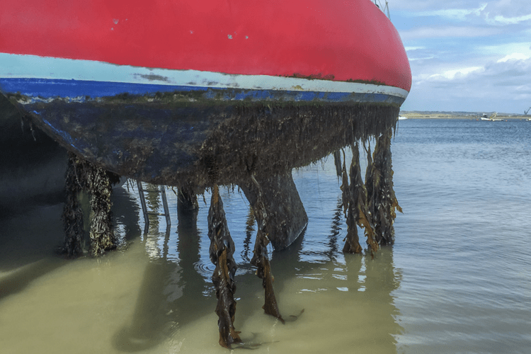 If you wash your boat hull frequently, you may be able to use 100% biodegradable and marine safe 303 Boat Wash