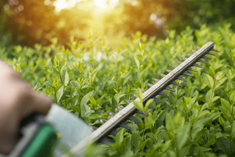 Trimming hedges can be a chore – follow this article to learn how to trim your own hedges.