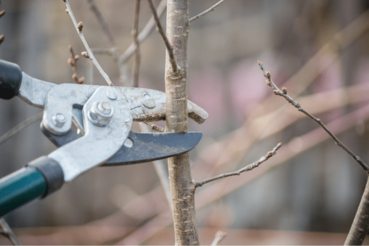 Fruit trees are extremely susceptible to bacterial and fungal infections that become pervasive and difficult to get rid of once they’ve taken hold.