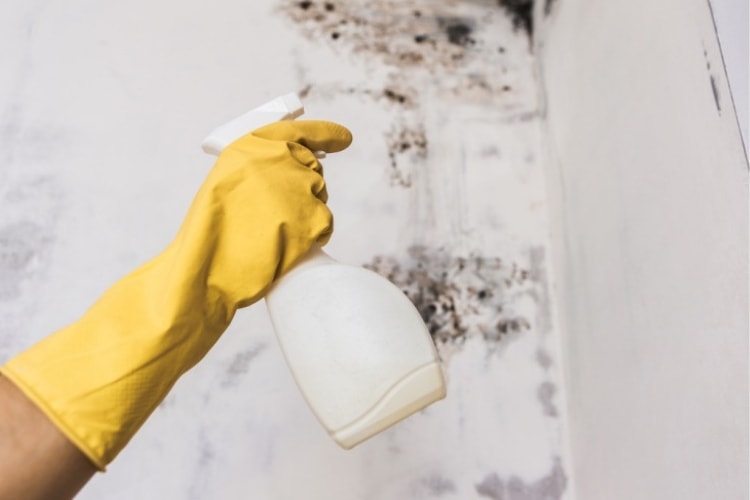 How do you know if you have mold in your home or boat, and if you do, which mold removal products work best?