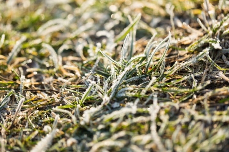 Winter lawn care is different for everyone and we’ve compiled a list of steps to take to ensure a beautiful spring lawn.