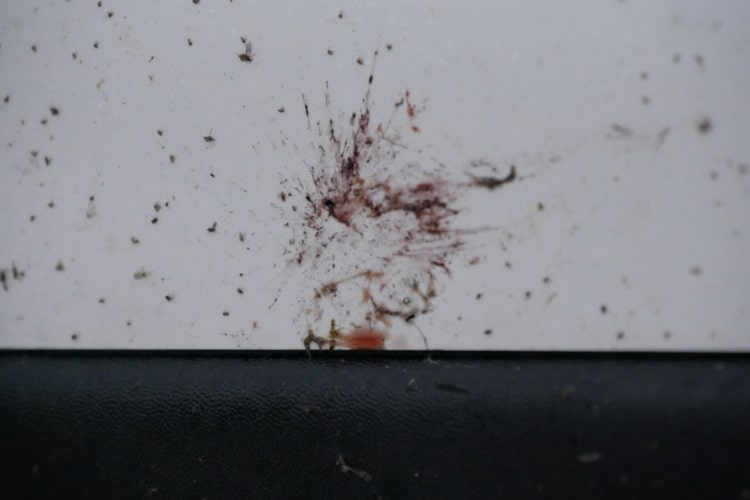 Bugs guts don’t only make your car look dirty, they could also damage the surface of your vehicle.