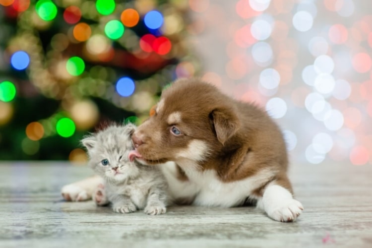 Keep your pets safe with this list of dangerous holiday items for pets.