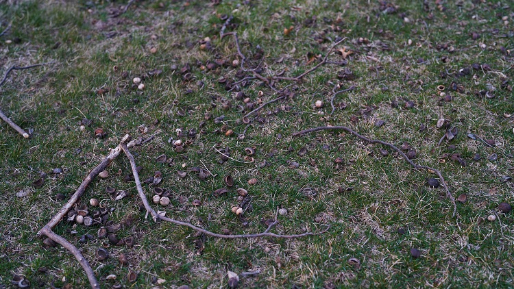 sticks and acorns scattered on lawn