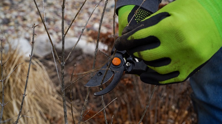 manual shears trimming a branch
