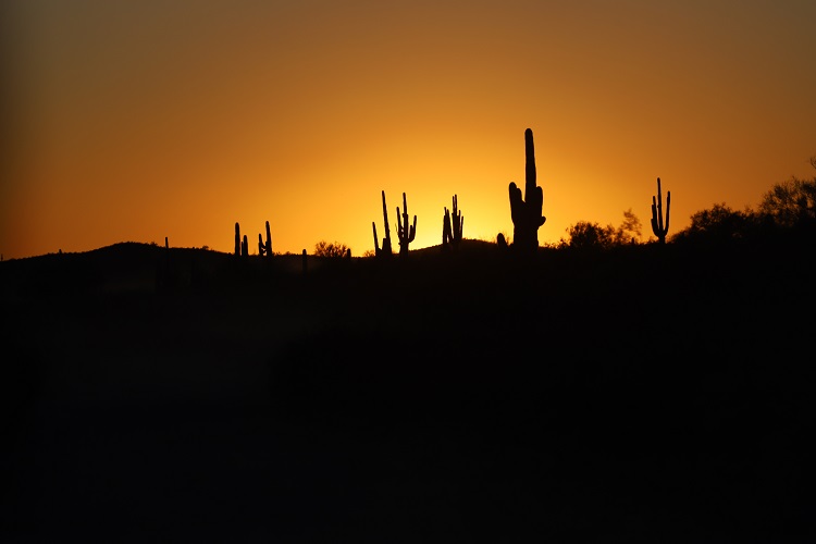 sun setting behind cacti in desert