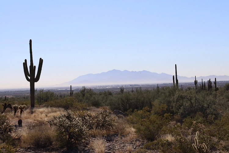 cacti spaced throughout landscape with mountain in background
